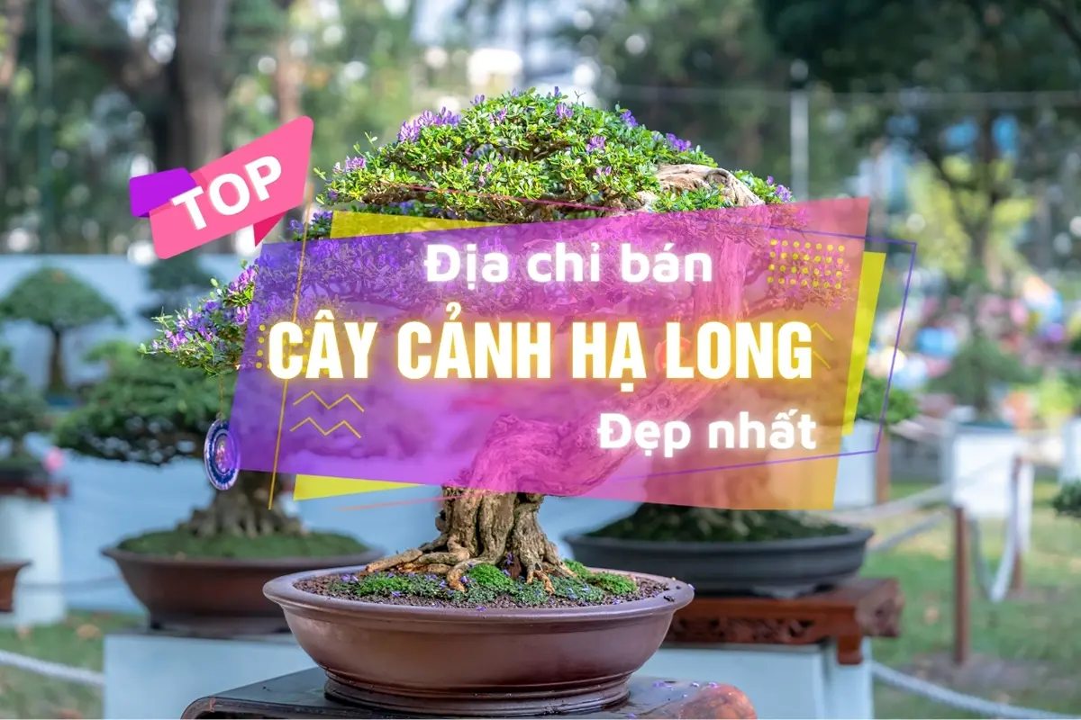cây cảnh hạ long